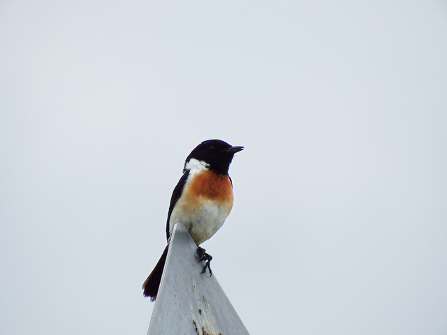 DSCF0758-2s.jpg