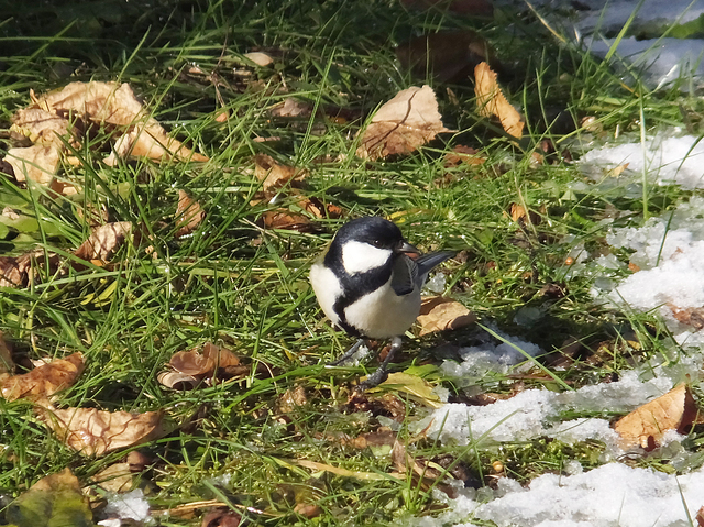 DSCF1015-2.jpg