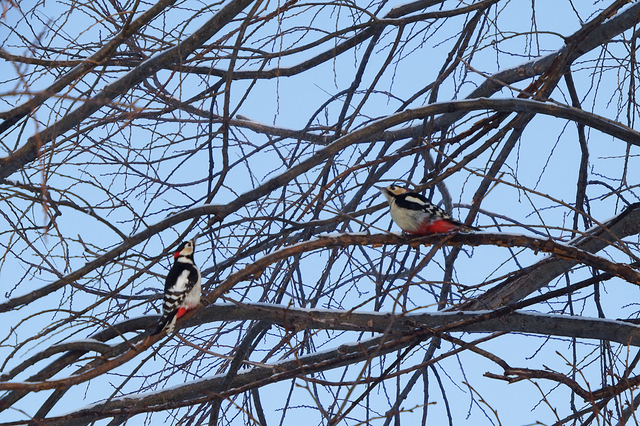 DSCF3660-3s.jpg