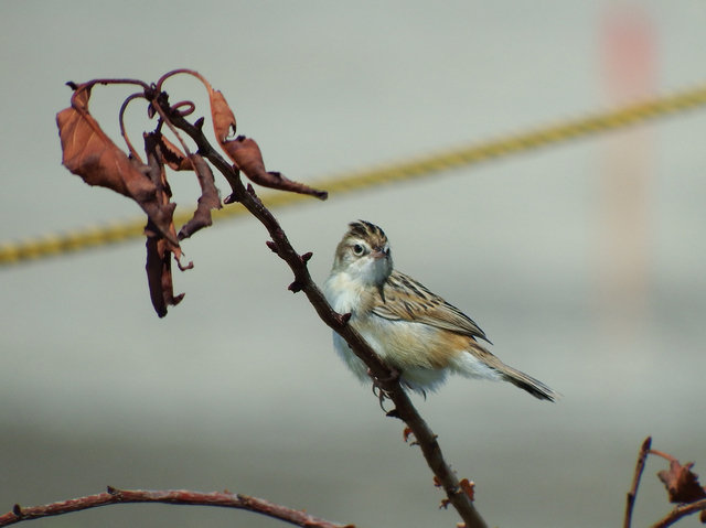 DSCF3704-2s.jpg