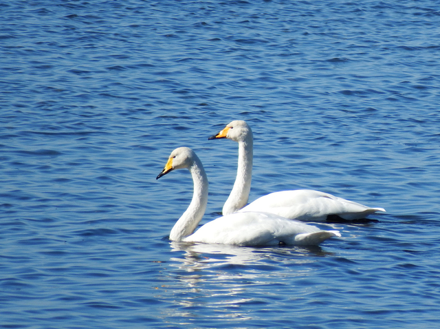 DSCF4099-2s.jpg
