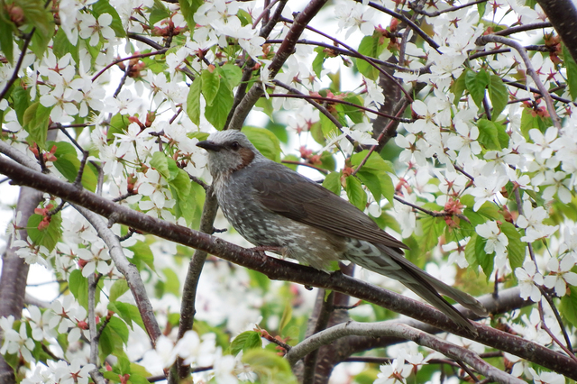 DSCF6435-3s.jpg