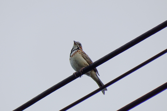 DSCF6816-3s.jpg