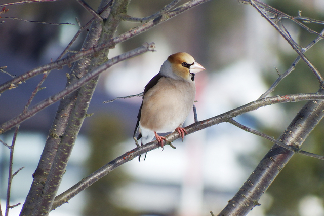 DSCF8129-3s2jpg.jpg
